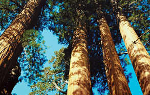 big trees